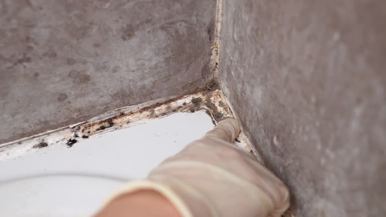 Trusted Fort Defiance, AZ Mold Removal Experts